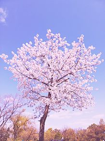 綺麗な 桜の画像109点 完全無料画像検索のプリ画像 Bygmo