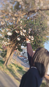 桜と私3の画像(春 桜に関連した画像)