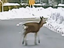 動物　風景　鹿の画像(景色に関連した画像)