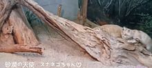 砂漠の天使　スナネコちゃんの画像(神戸に関連した画像)