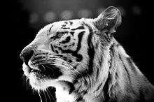 白黒 ライオンの画像10点 完全無料画像検索のプリ画像 Bygmo