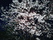 いつかの夜桜 プリ画像