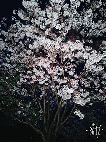 いつかの夜桜の画像(季節の花に関連した画像)