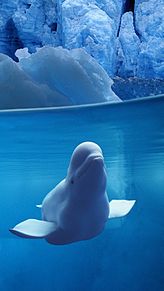 KABEGAMIの画像(白イルカに関連した画像)