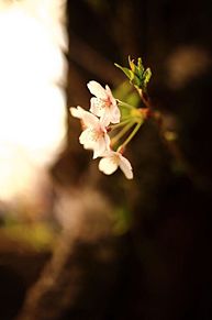 cherry blossomsの画像(blossomsに関連した画像)