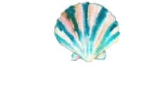 背景透明の画像(貝殻に関連した画像)