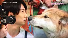 志村どうぶつ園 フォロバ100%の画像(オオカミ 犬に関連した画像)