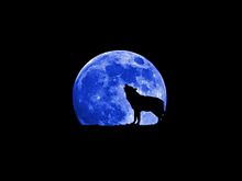 かっこいい 月 狼の画像6点 完全無料画像検索のプリ画像 Bygmo