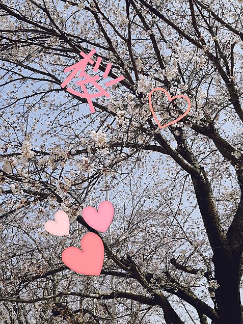 桜🌸の画像(プリ画像)