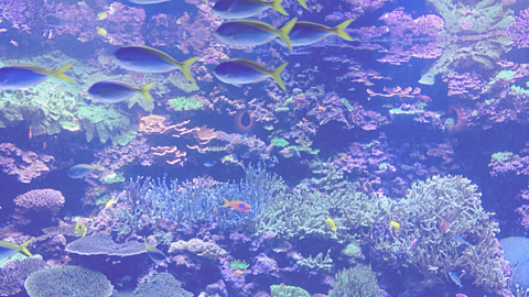 水中 綺麗 魚の画像13点 完全無料画像検索のプリ画像 Bygmo