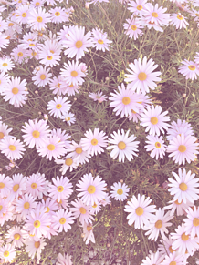 かわいい マーガレット 花の画像84点 完全無料画像検索のプリ画像 Bygmo