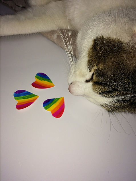 猫&虹ハートの画像(プリ画像)