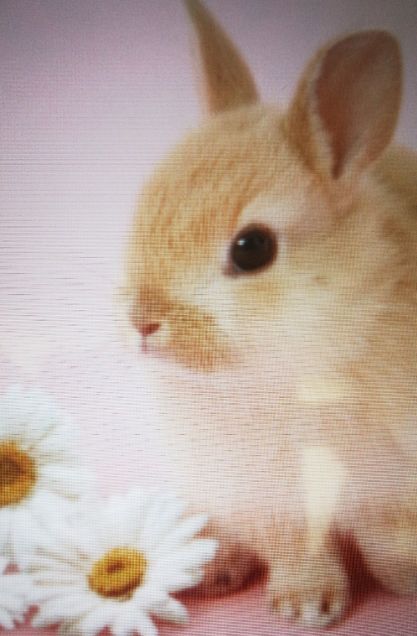 うさぎ ウサギ カワイイ かわいい 花 動物 ペット 小動物 完全無料画像検索のプリ画像 Bygmo
