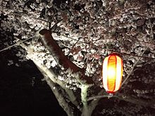桜祭り プリ画像