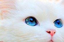 猫 青い目の画像8点 完全無料画像検索のプリ画像 Bygmo