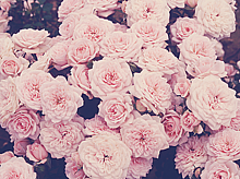 かわいい バラ ピンク 花の画像363点 完全無料画像検索のプリ画像 Bygmo