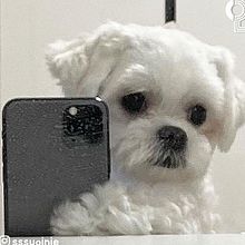 おしゃれ 犬 韓国の画像39点 完全無料画像検索のプリ画像 Bygmo