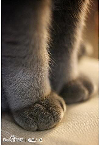 猫足の画像(プリ画像)