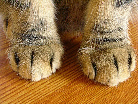 猫足の画像 プリ画像