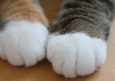 猫足の画像 プリ画像