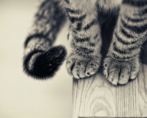 猫足の画像(プリ画像)