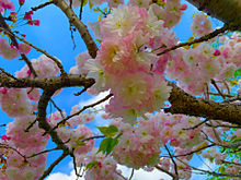 桜🌸の画像(彩度に関連した画像)