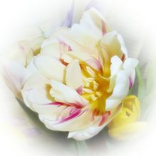 癒し 花の画像379点 完全無料画像検索のプリ画像 Bygmo