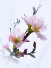 癒し 花の画像376点 完全無料画像検索のプリ画像 Bygmo