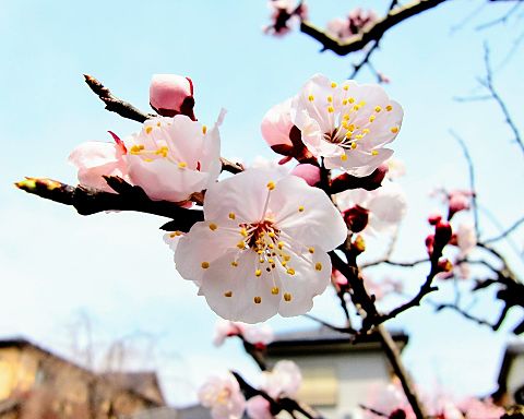 杏子の花の画像(プリ画像)