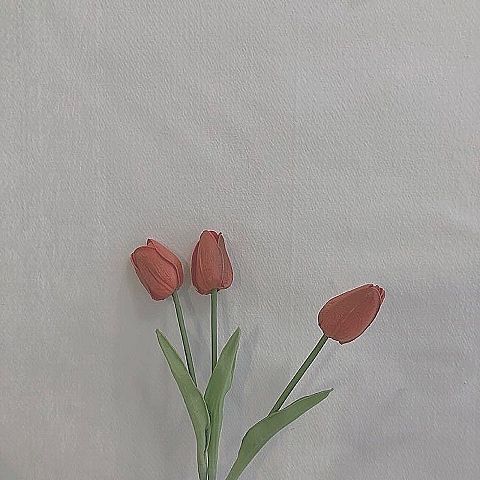 tulip.の画像(プリ画像)