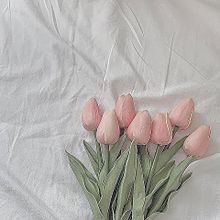 Tulip.･の画像(雰囲気/エモい/シンプルに関連した画像)