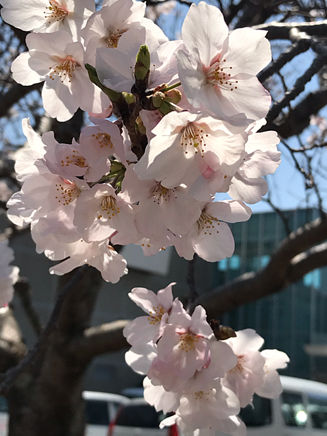 桜(♡ˊvˋ♡)の画像(プリ画像)