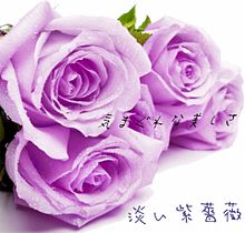 紫 花言葉 薔薇の画像1点 完全無料画像検索のプリ画像 Bygmo