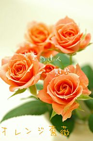 オレンジ 花言葉 薔薇の画像2点 完全無料画像検索のプリ画像 Bygmo