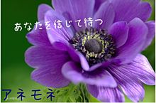 アネモネ 紫 花言葉の画像8点 完全無料画像検索のプリ画像 Bygmo