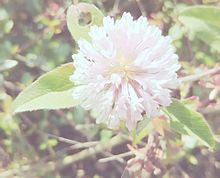 ハート♥の葉が可愛い花の画像(恋愛運UPに関連した画像)