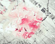 冬桜、白雪姫が舞い降りた。の画像(akb48 桜の木になろうに関連した画像)