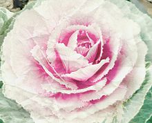 薔薇球菜の画像(恋愛運に関連した画像)
