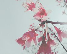 日本桜の画像(メモリーズに関連した画像)