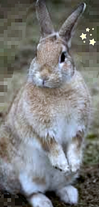 ウサギ プリ画像