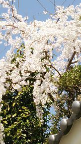 詩.6「桜の色」 プリ画像