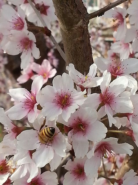 桜とミツバチの画像(プリ画像)