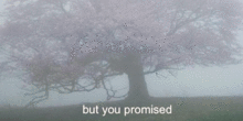 but you promisedの画像(promisedに関連した画像)