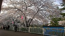 群馬の桜の画像(群馬県に関連した画像)