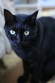幸運の黒猫の画像(待ち受け おまじないに関連した画像)