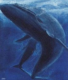 シロナガスクジラの画像(ナガスクジラに関連した画像)