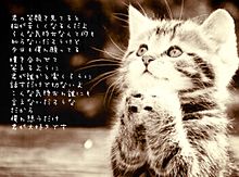 Love letter × Catの画像(letterに関連した画像)