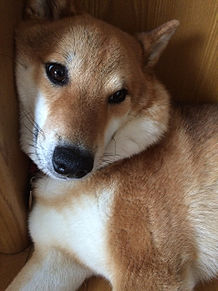 柴犬じゅんの画像(日本犬に関連した画像)