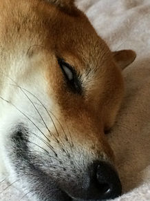 柴犬じゅんの画像(日本犬に関連した画像)