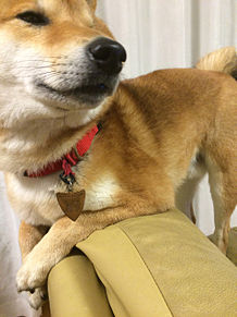 日本犬の画像29点 完全無料画像検索のプリ画像 Bygmo